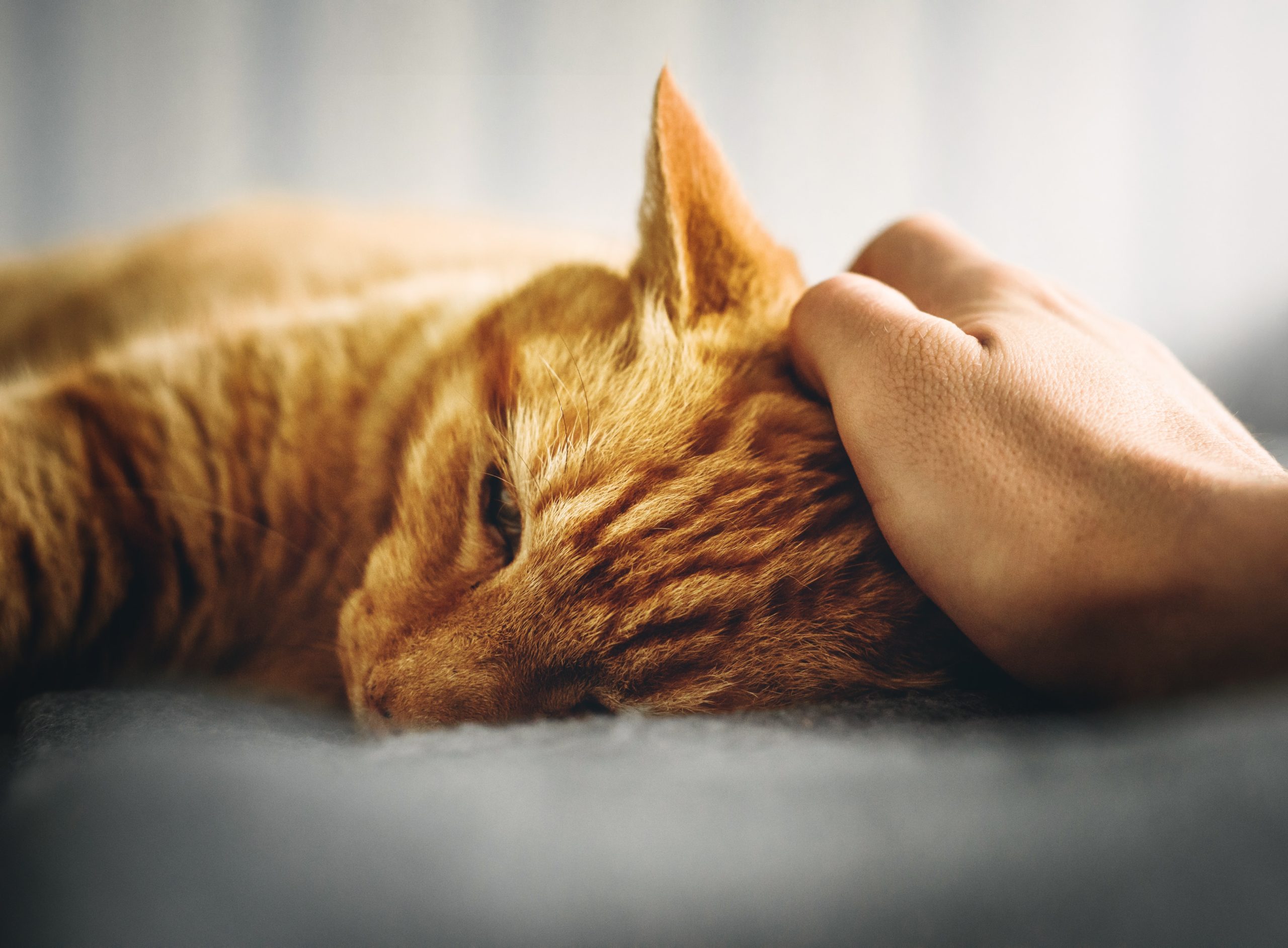 cat-hug