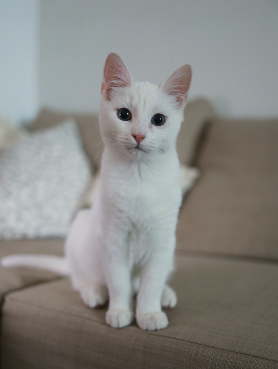 Nos chat junior