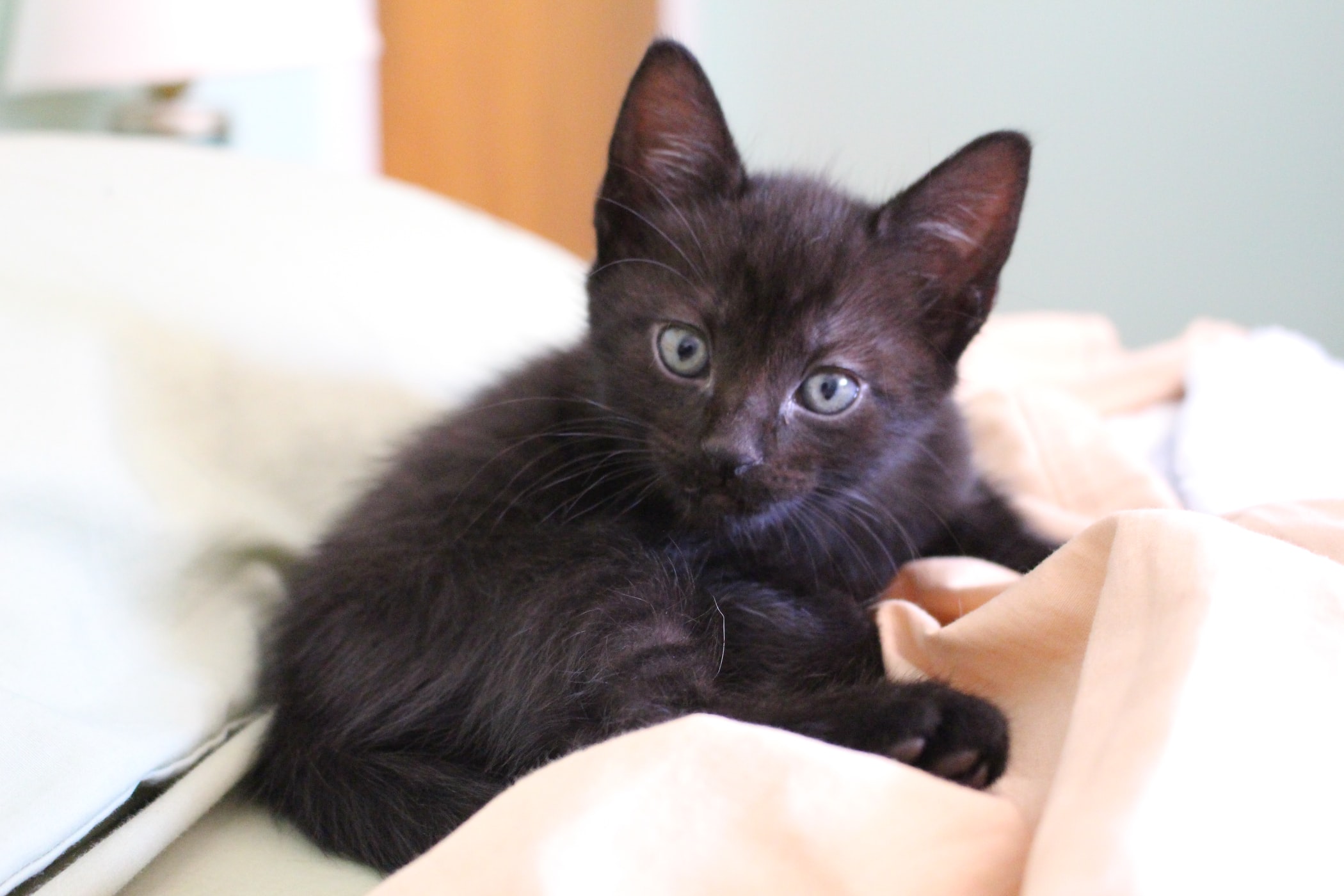 Nos chatons