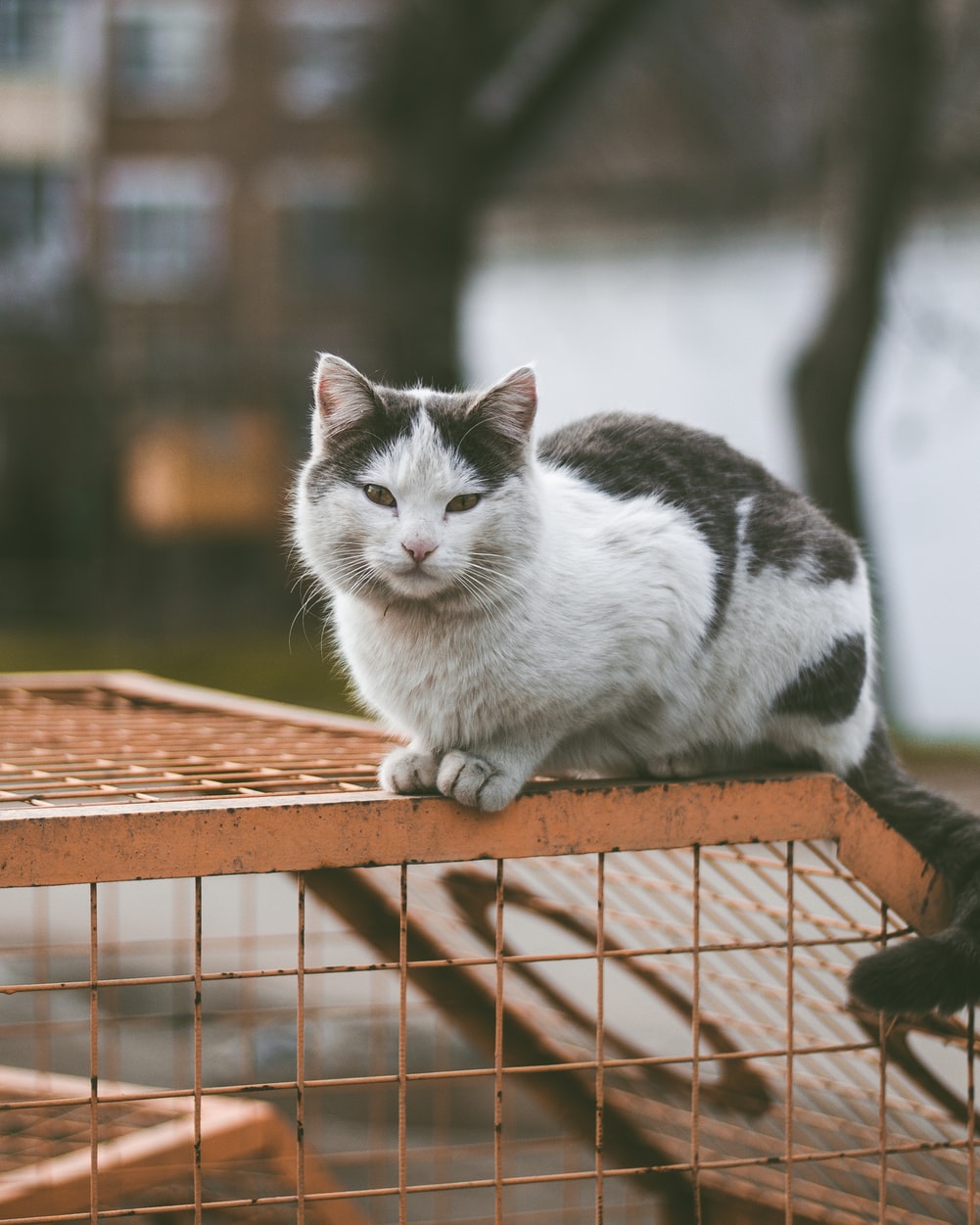 Trappage-chat-afelp