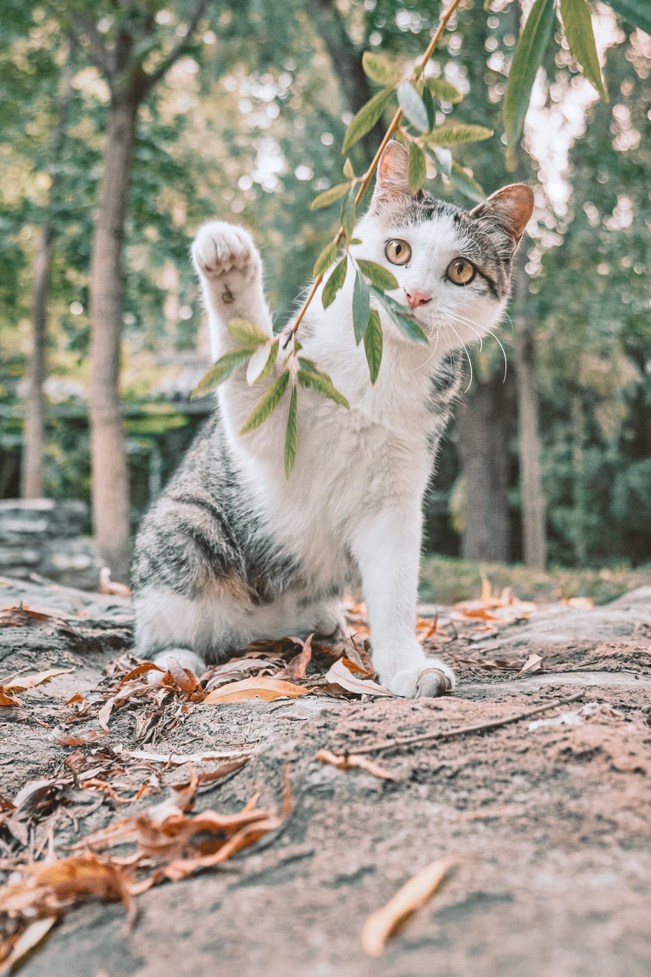 libre-chat-afelp